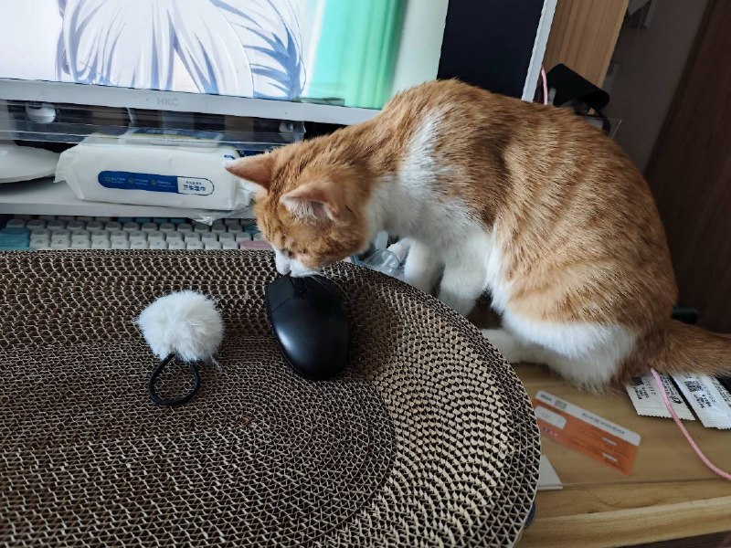 #猫 #碎碎念p1 猫和老鼠p2 还在gop3 表情包p4 不太聪明的样子小猫咪生来就是要被撸的呜呜呜#猫 #碎碎念p1 猫和老鼠p2 还在gop3 表情包p4 不太聪明的样子小猫咪生来就是要被撸的呜呜呜