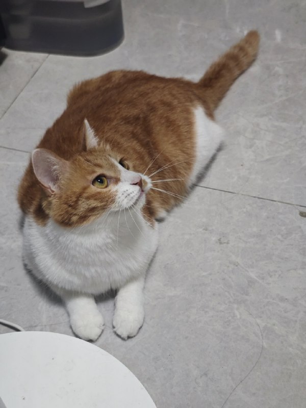 #猫 听说有人想看高冷腊八#猫 听说有人想看高冷腊八