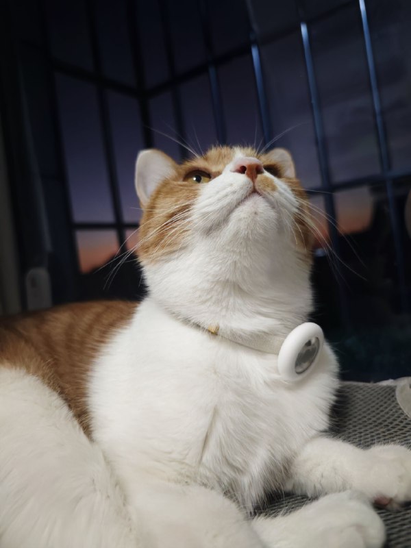 晚霞跟🐱晚霞跟🐱