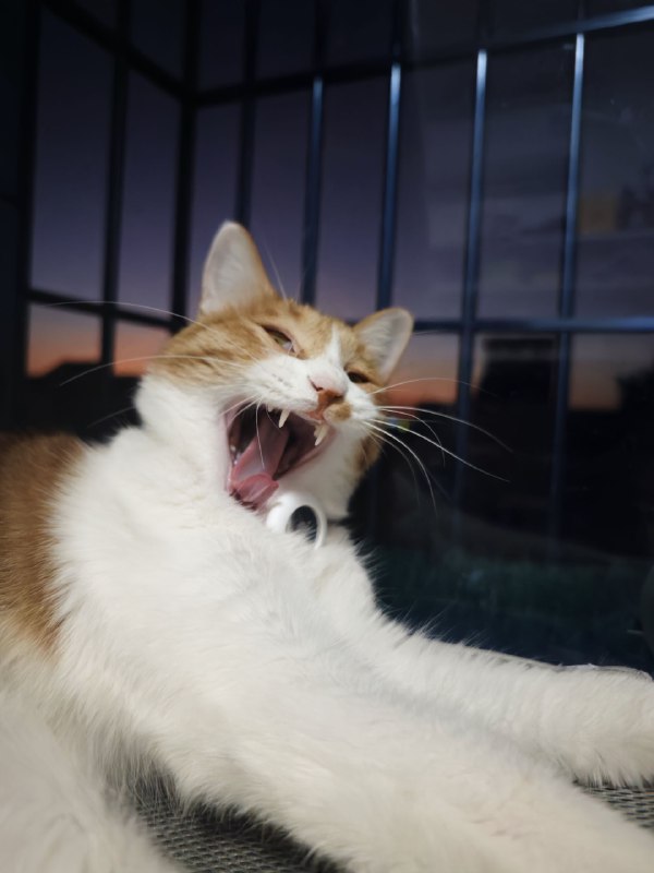 晚霞跟🐱晚霞跟🐱