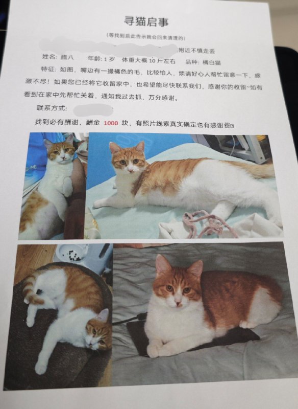 #碎碎念 #玉玉这辈子没想到我还能有发寻猫启事的经历😭事情是这样的，大概率应该从门跑出去的，也不知道是我家谁没关门（都说关了），窗都封得好好的，监控角度歪了啥也没拍到，很突然的腊八就消失了💔因为她平时那个点也经常会钻别的地方自己待会所以也没察觉