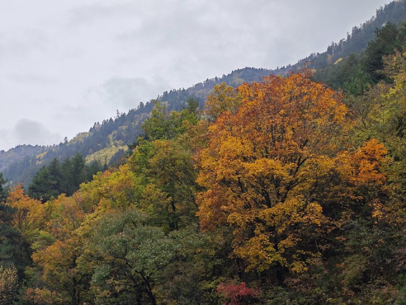#碎碎念 #旅游九寨沟玩了一圈（累麻了）虽然天气预报说小雨但是山里没怎么下，天是阴了点儿~#碎碎念 #旅游九寨沟玩了一圈（累麻了）虽然天气预报说小雨但是山里没怎么下，天是阴了点儿~