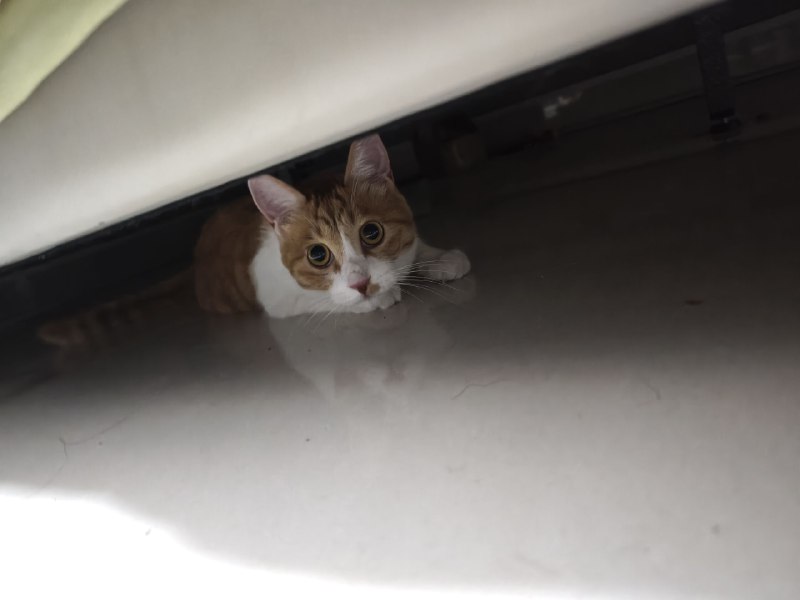 #碎碎念她是真能藏，1B的小姐姐看到告示之后说今天白天看到她在她们窗台上卧了一天，然后我赶紧麻溜的去一看发现还在窗台上，在外边看不到因为被这堆草完美的挡住了……怂猫怎么在外边也这么怂啊！！！平安回来就好回来就好😭😭不枉我找了这么久#碎碎念她是真能藏，1B的小姐姐看到告示之后说今天白天看到她在她们窗台上卧了一天，然后我赶紧麻溜的去一看发现还在窗台上，在外边看不到因为被这堆草完美的挡住了……怂猫怎么在外边也这么怂啊！！！平安回来就好回来就好😭😭不枉我找了这么久