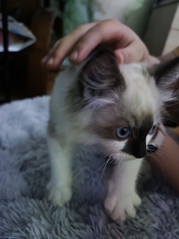 #碎碎念新喵到家，今天折腾了一天做准备，给弟弟在楼上养，先隔离嘿嘿嘿​是只公的小布偶！超小一只，3个多月大！腊八也是有小弟弟了ww名字等周末我妹妹回来再一块取！果然养喵只有0和无数只（bushi）#碎碎念新喵到家，今天折腾了一天做准备，给弟弟在楼上养，先隔离嘿嘿嘿​是只公的小布偶！超小一只，3个多月大！腊八也是有小弟弟了ww名字等周末我妹妹回来再一块取！果然养喵只有0和无数只（bushi）