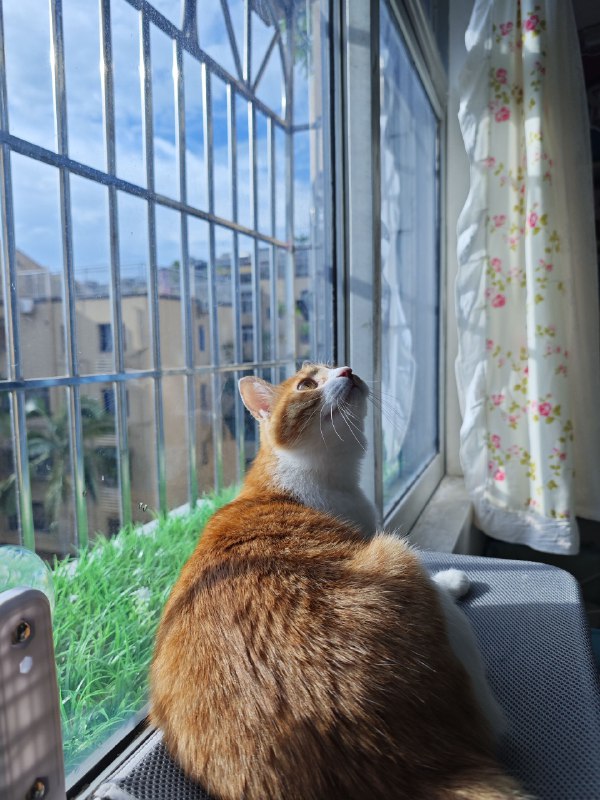 #猫 #碎碎念腊八真的好喜欢这个吸盘吊床耶#猫 #碎碎念腊八真的好喜欢这个吸盘吊床耶