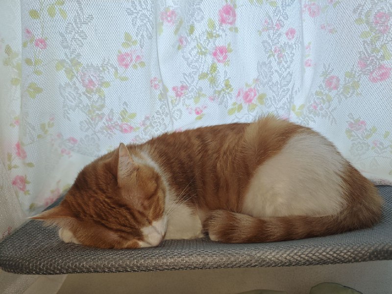 #猫 #碎碎念腊八真的好喜欢这个吸盘吊床耶#猫 #碎碎念腊八真的好喜欢这个吸盘吊床耶