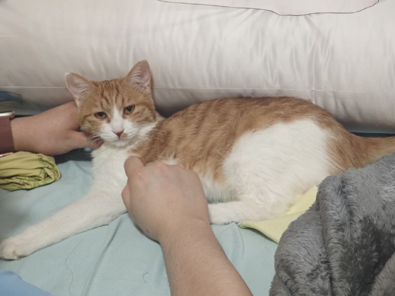 #猫 #碎碎念想刀人的眼神是藏不住的#猫 #碎碎念想刀人的眼神是藏不住的