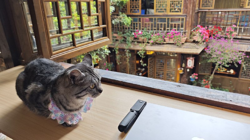 #碎碎念 #猫 #狗 今日办公环境！#碎碎念 #猫 #狗 今日办公环境！