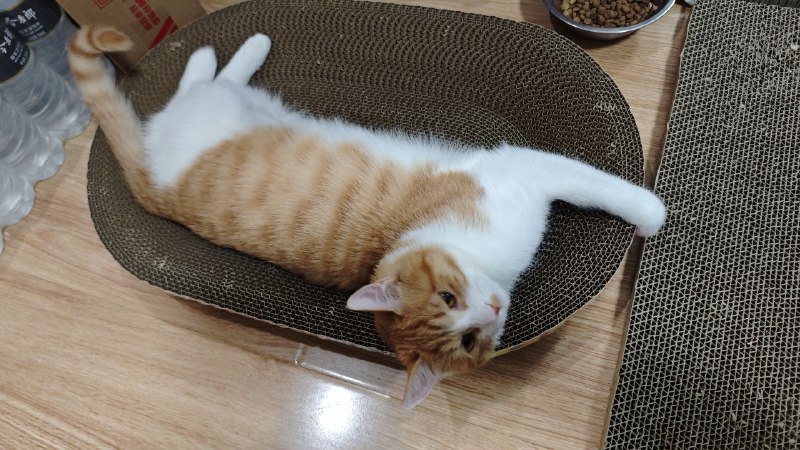 #猫 #碎碎念好白……好可爱……好美……好喜欢……好爱~~已经变成腊八的样子了，awsl#猫 #碎碎念好白……好可爱……好美……好喜欢……好爱~~已经变成腊八的样子了，awsl