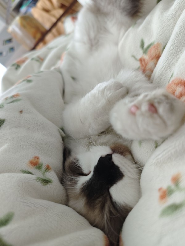 我服了这小可乐习惯了睡我身上天天醒来身上压着一只猫