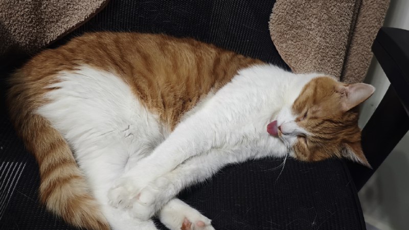 #碎碎念 #猫腊八的睡颜笑死我了hhhhhhh吐舌头#碎碎念 #猫腊八的睡颜笑死我了hhhhhhh吐舌头