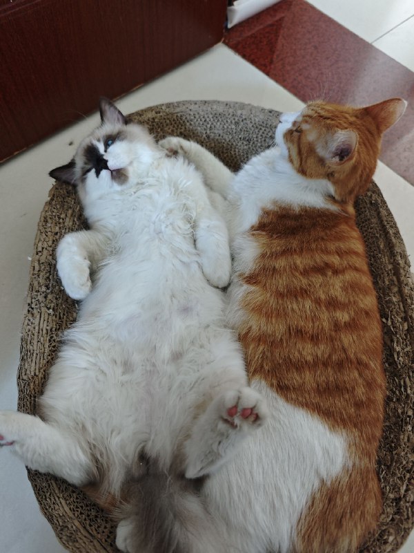 #碎碎念 #猫 可乐还是小时候可爱啊，长大变成好大一只~~~猫大十八变