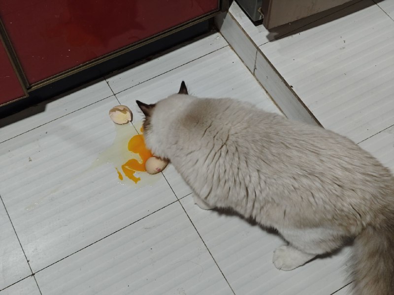 #碎碎念 #猫 😡😡😡今天可乐是坏猫，厨房门没关好，放在厨房桌子上的鸡蛋 -1