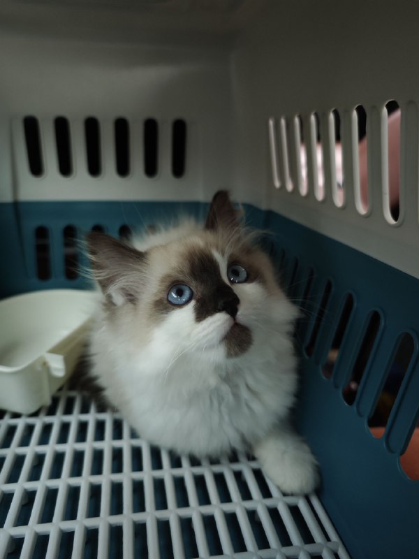 #碎碎念新喵到家，今天折腾了一天做准备，给弟弟在楼上养，先隔离嘿嘿嘿​是只公的小布偶！超小一只，3个多月大！腊八也是有小弟弟了ww名字等周末我妹妹回来再一块取！果然养喵只有0和无数只（bushi）#碎碎念新喵到家，今天折腾了一天做准备，给弟弟在楼上养，先隔离嘿嘿嘿​是只公的小布偶！超小一只，3个多月大！腊八也是有小弟弟了ww名字等周末我妹妹回来再一块取！果然养喵只有0和无数只（bushi）